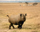 Black Rhino at Ol Pejeta Conservancy, Kenya
