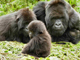 A trio of apes in Uganda