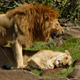 Lion Pair in Masai Mara North Conservancy
